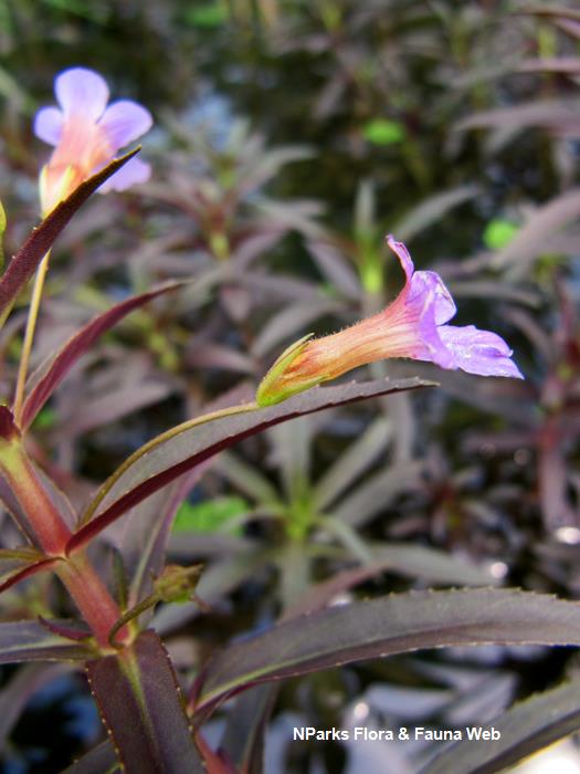 Limnophila_aromatica_Vicky_Lim_Yen_Ngoh_4