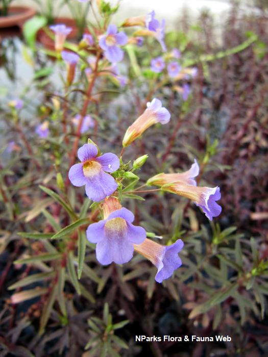 Limnophila_aromatica_Vicky_Lim_Yen_Ngoh_5