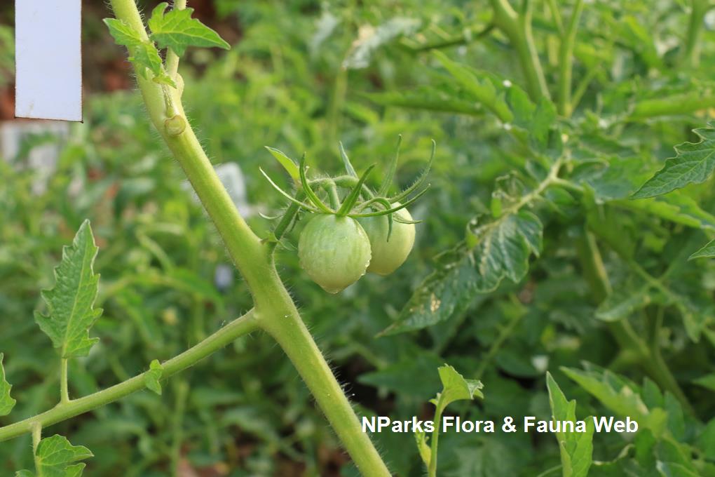 Photo of the entire plant of Tomato (Solanum lycopersicum
