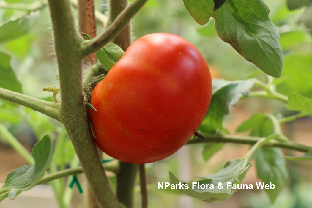 PlantFiles Pictures: Scarlet Eggplant, Mock Tomato Mini Pumpkins, Japanese  Golden Eggs 'Ruffled Red' (<i>Solanum aethiopicum</i>) by onalee