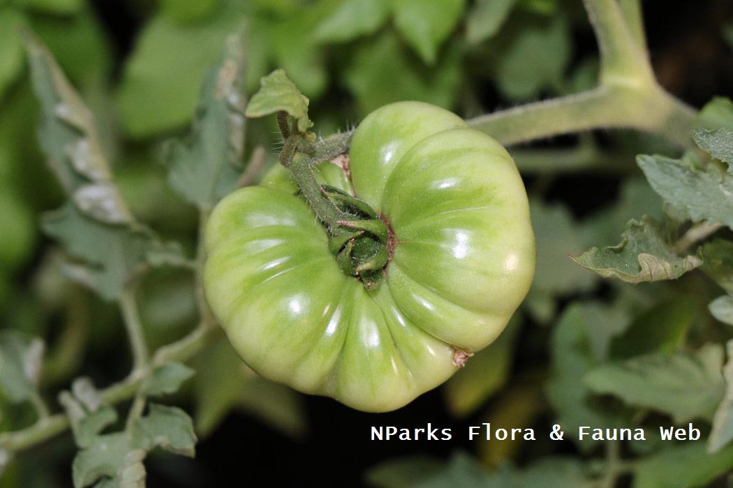 Solanum_lycopersicum_Jennie_Tang_1r