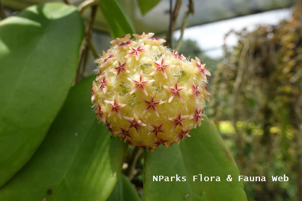 Hoya mindorensis 'Yellow'
