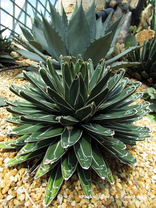 Agave_victoriae_reginae_Vicky_Lim_Yen_Ngoh_3