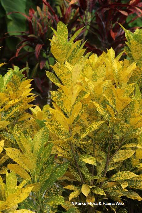 Codiaeum Gold Dust