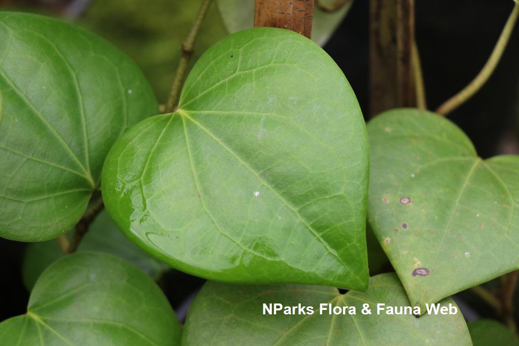 Piper_baccatum_Jessica_Teo_3