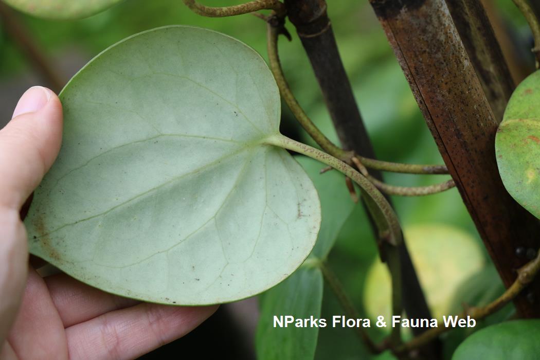 Piper_baccatum_Jessica_Teo_4