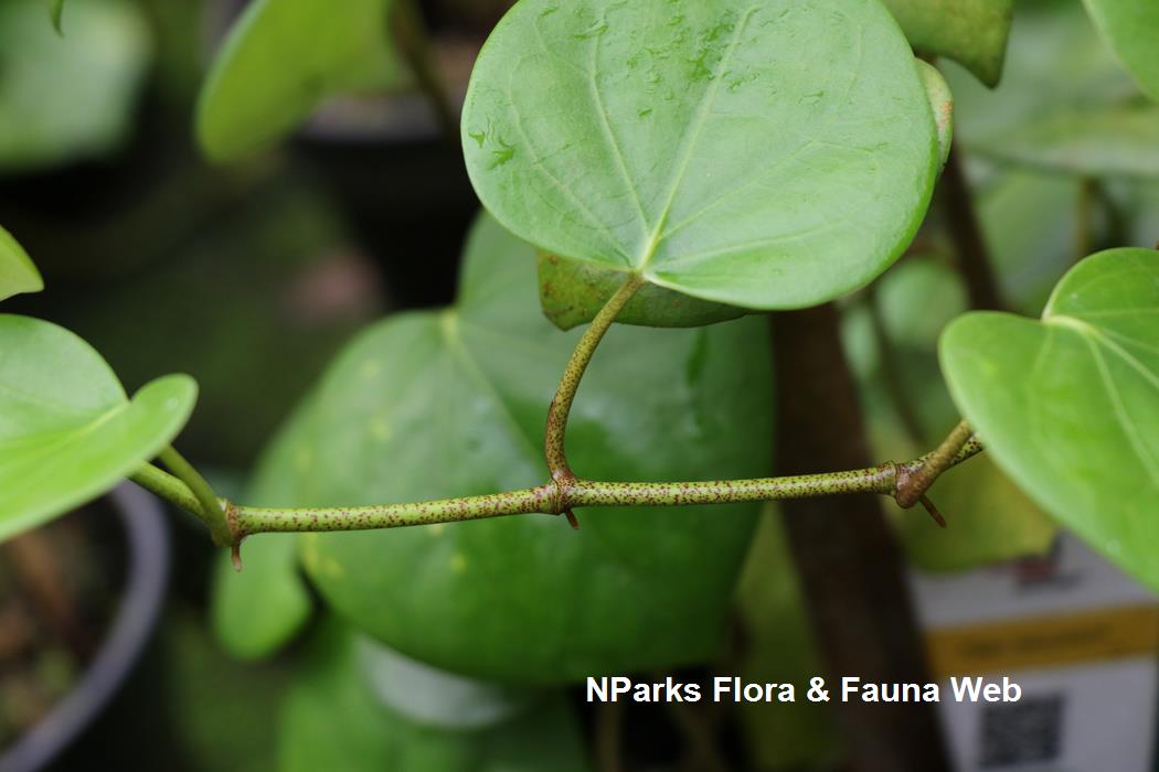 Piper_baccatum_Jessica_Teo_5