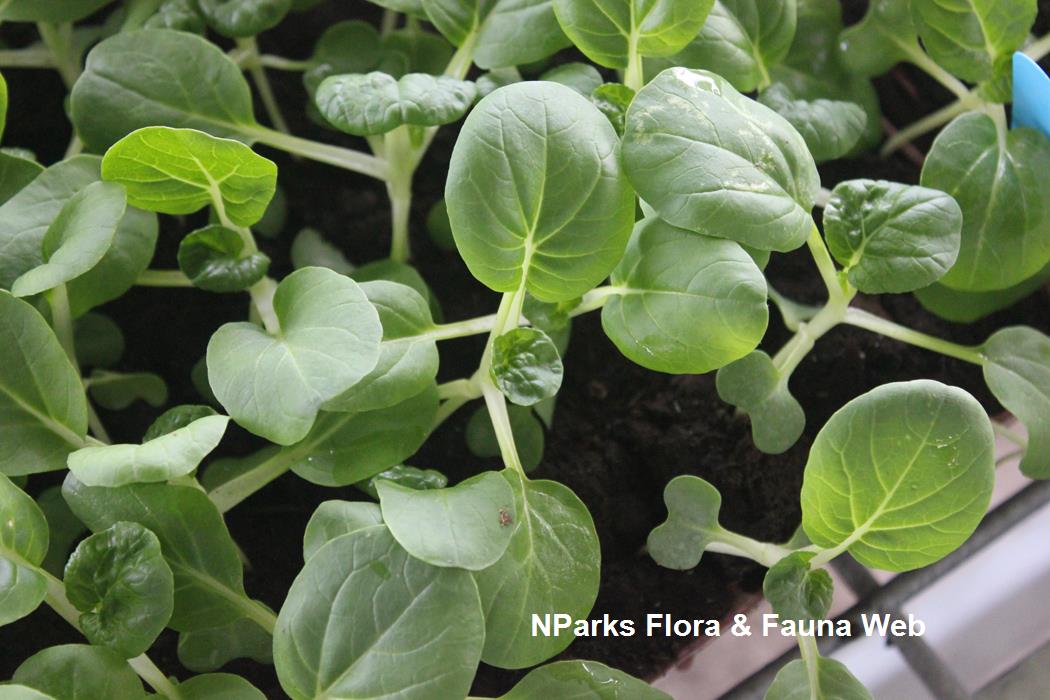 NParks | Brassica rapa Pak Choi Group [nai bai cai]