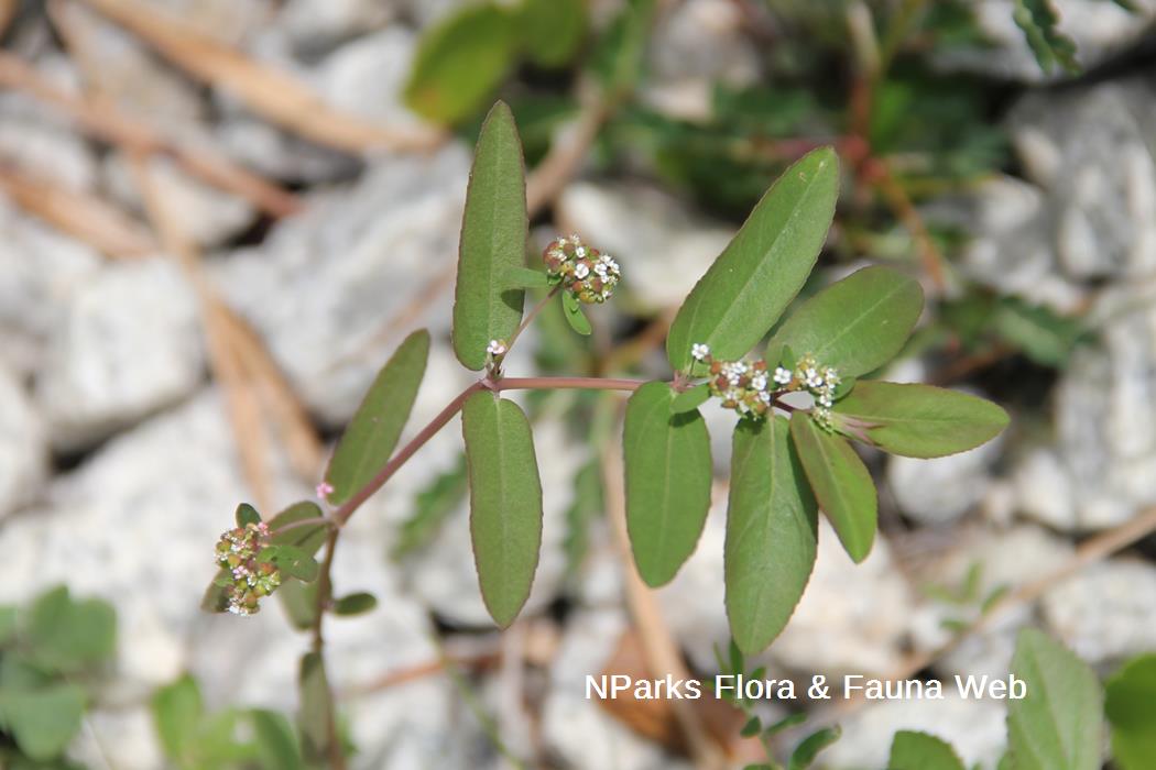 Euphorbia_hypericifolia_Jennie_Tang_1