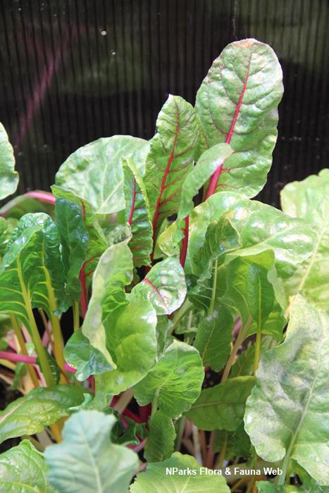 Beta vulgaris Leaf Beet Group