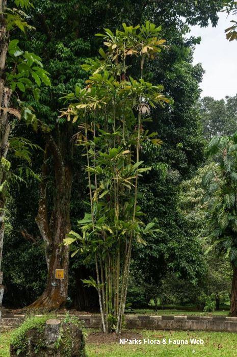 Hydriastele pinangoides