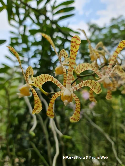 Arachnis Maggie Oei 'Yellow Ribbon'