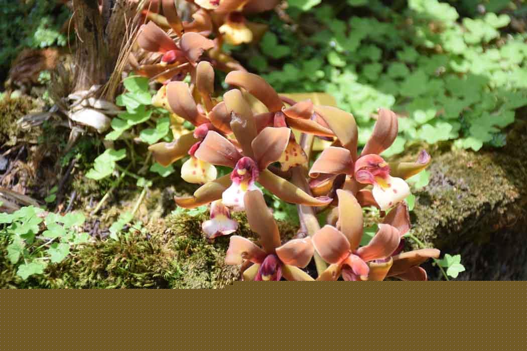 Cymbidium atropurpureum