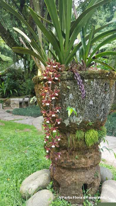 Cymbidium atropurpureum