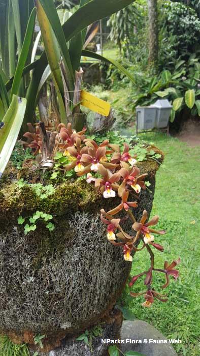 Cymbidium atropurpureum