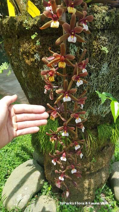 Cymbidium atropurpureum