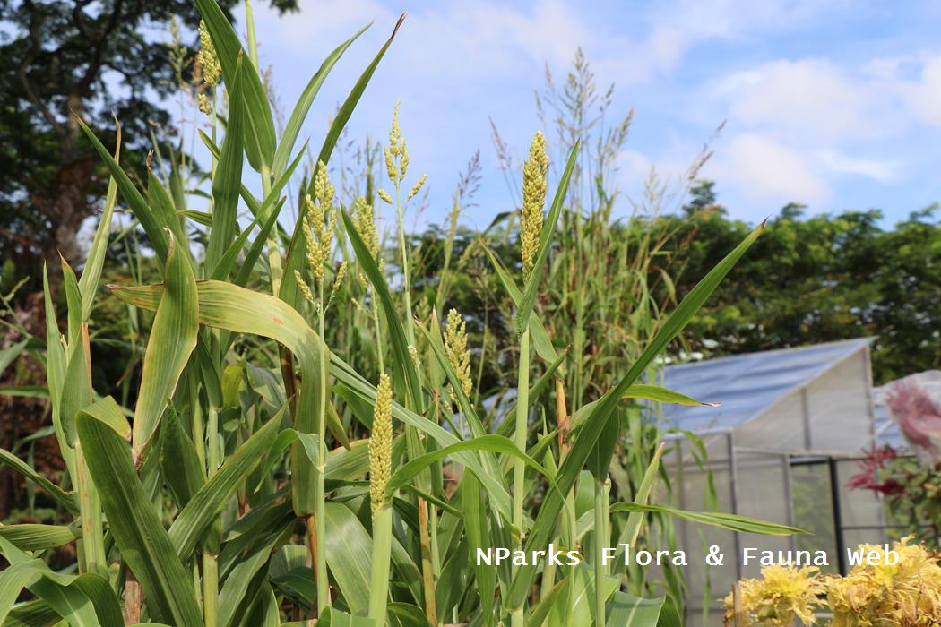 Sorghum bicolor_Jennie Tang_1rs