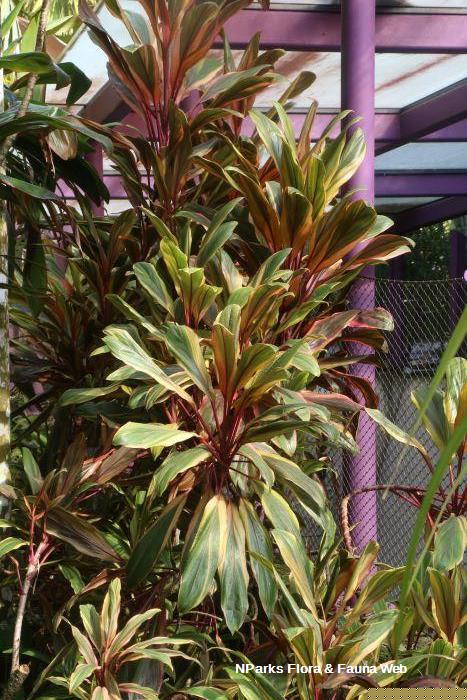 Cordyline Early Morning Diamond