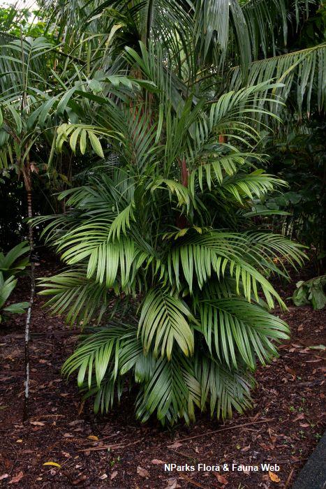 Calyptrocalyx elegans