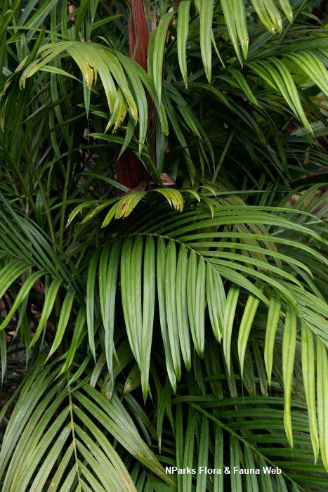 Calyptrocalyx elegans