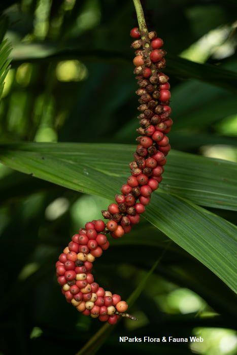 Calyptrocalyx elegans