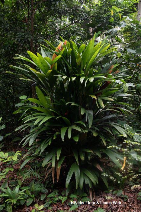 Calyptrocalyx elegans