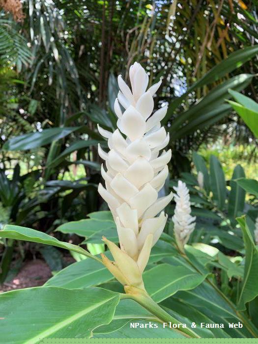 Alpinia purpurata Alba