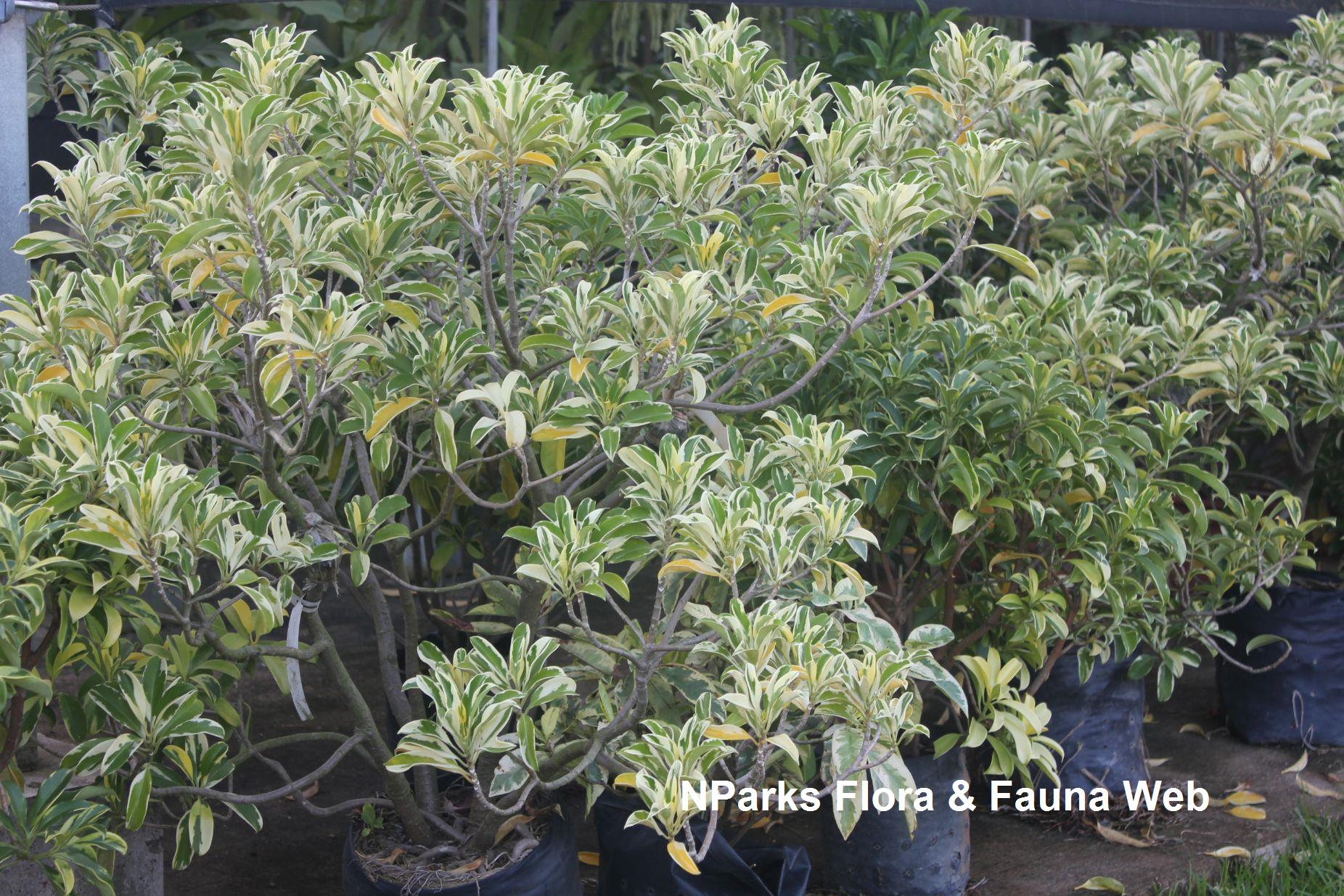 NParks | Fagraea ceilanica (variegated)