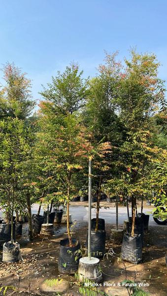 Syzygium attenuatum