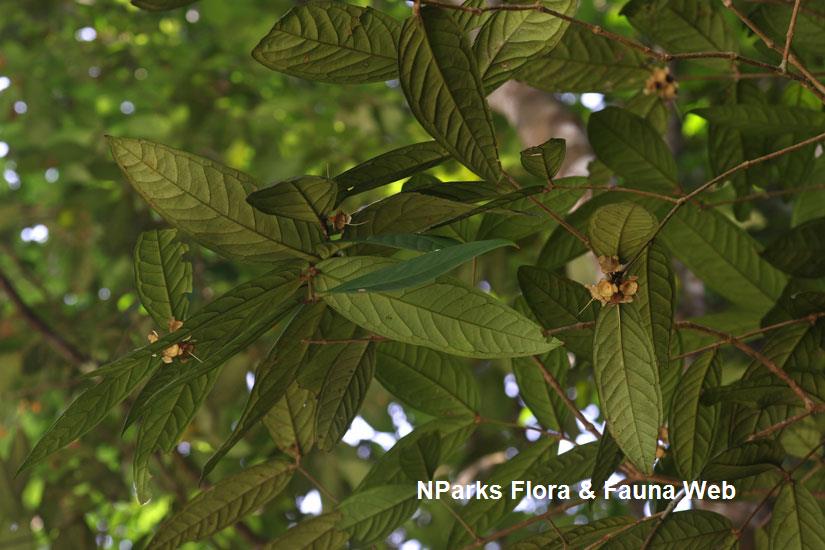 Syzygium formosum_Cerlin Ng