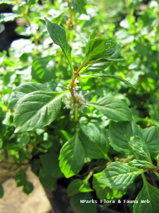 Mentha_x_gracilis_Vicky_Lim_Yen_Ngoh_1