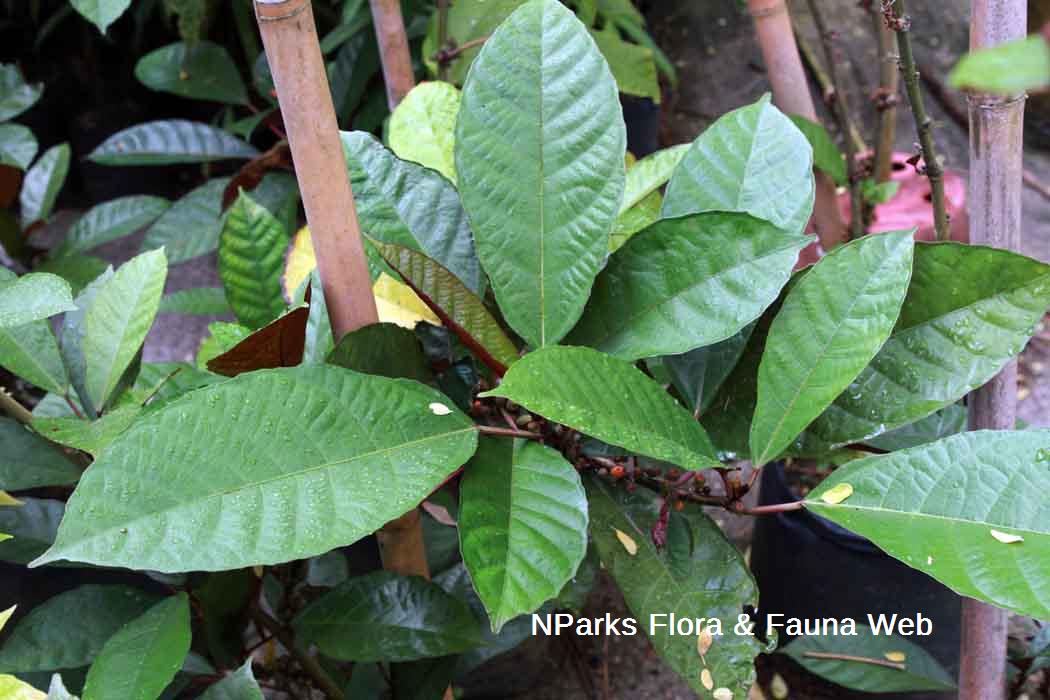 Ficus montana