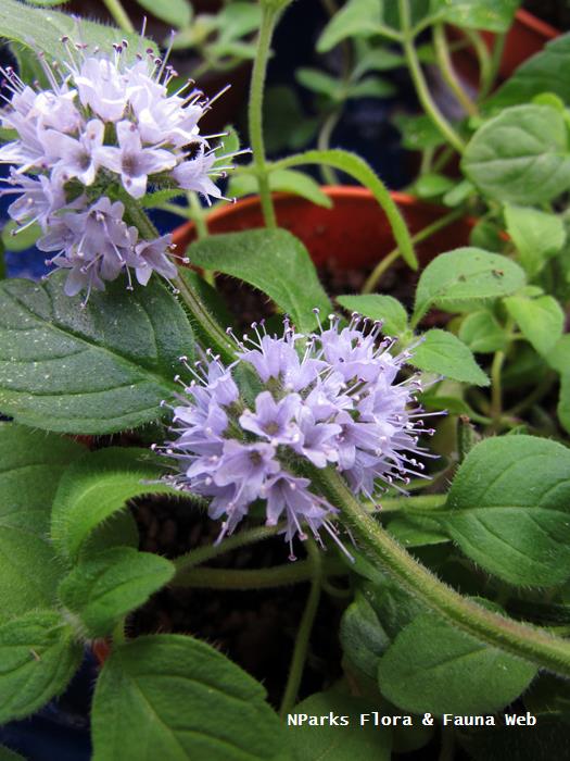 Mentha arvensis Banana