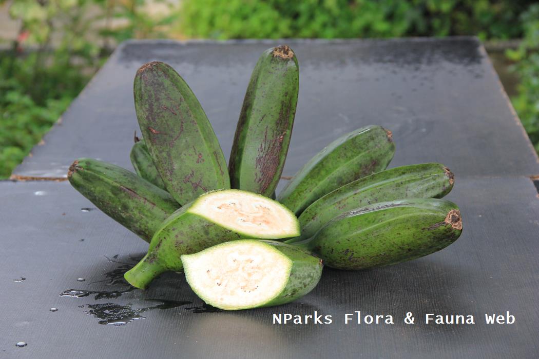 Musa 'Kluai Teparod'