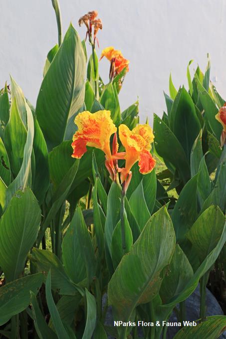 Canna Generalis Yellow King Humbert