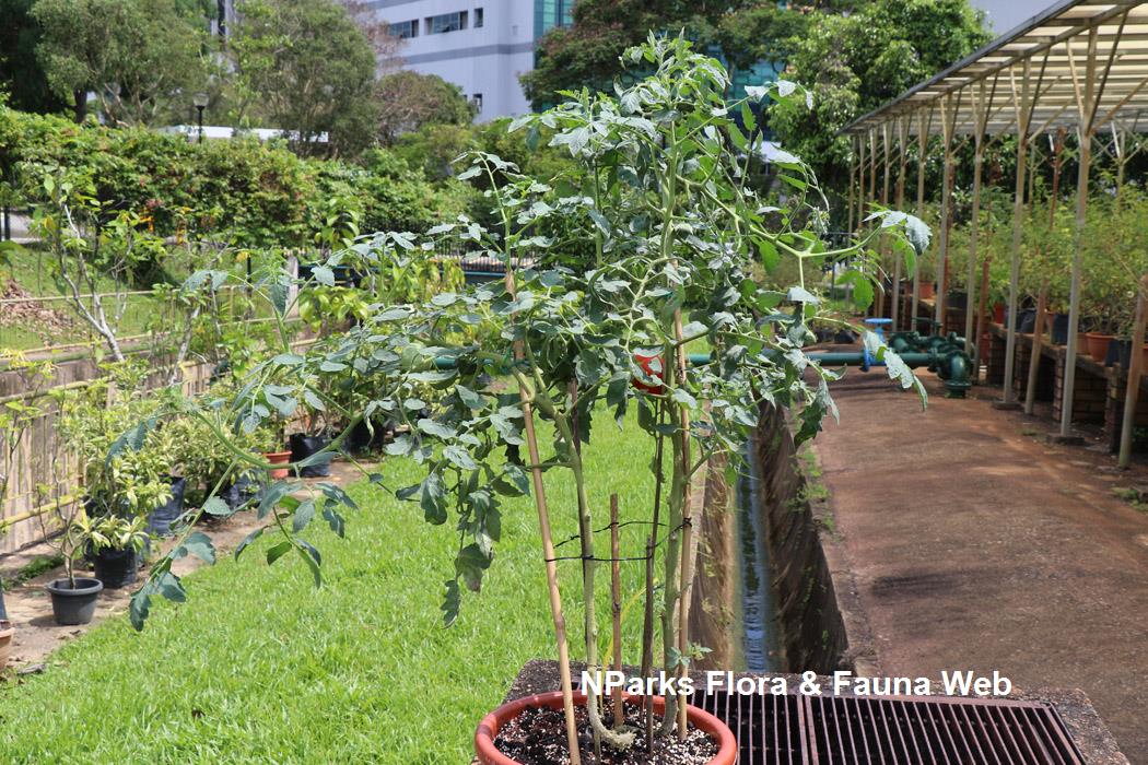 Solanum_lycopersicon_Marmande_Jennie_Tang_1