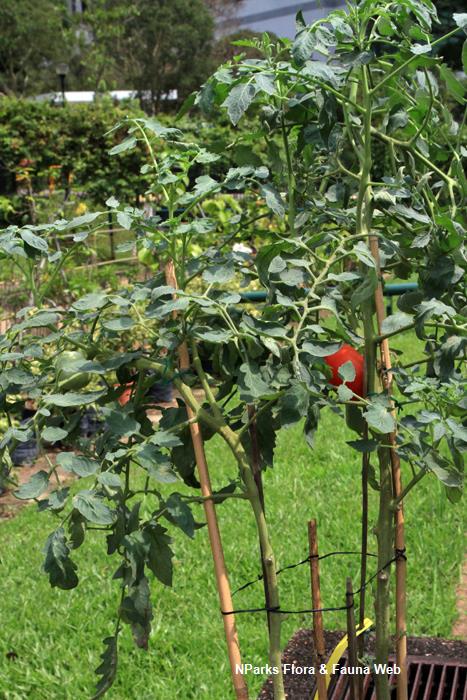 Solanum lycopersicum Marmande Vicky Lim Yen Ngoh