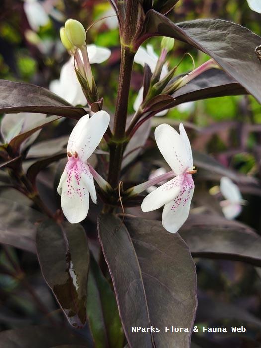 Pseuderanthemum cultivar