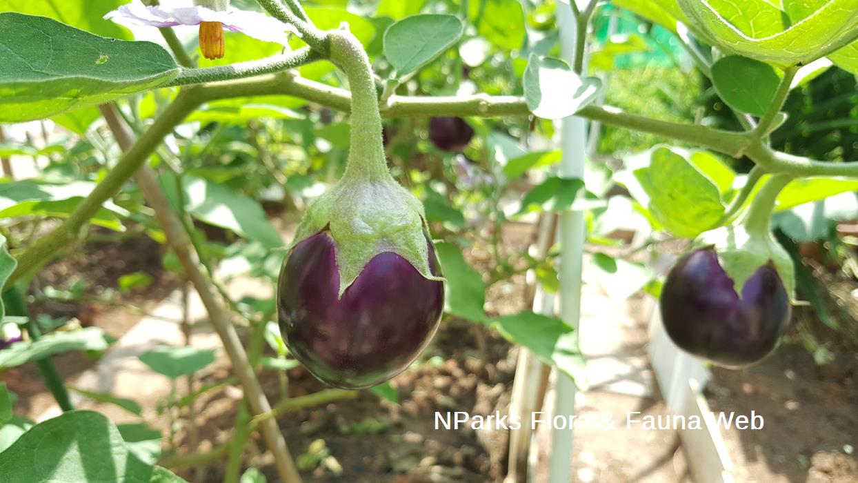 Solanum_melongena_cultivar_Jacqueline_Chua_1