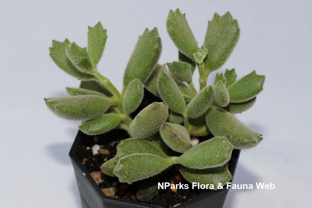 Nparks Cotyledon Tomentosa