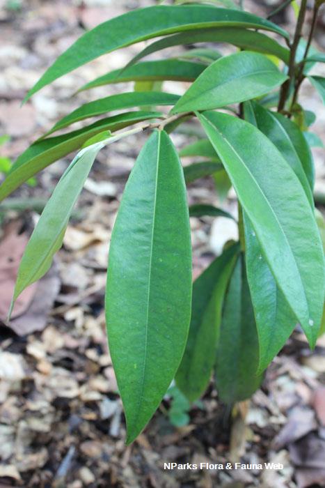 Diospyros celebica