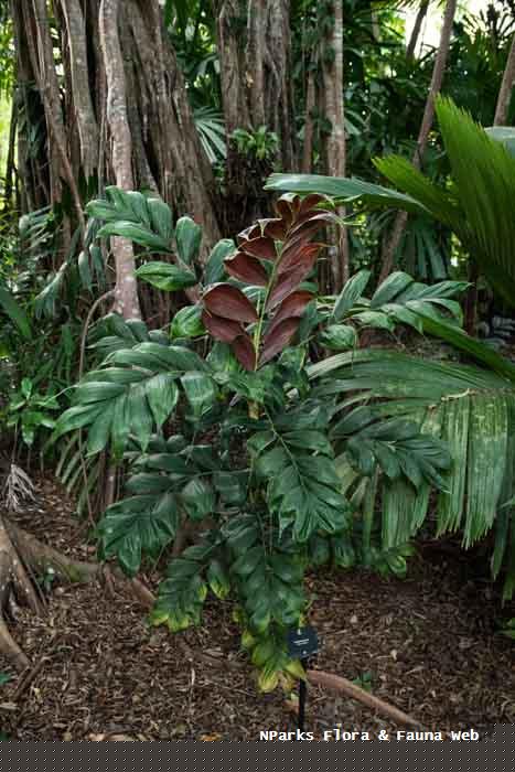 Calyptrocalyx pachystachys