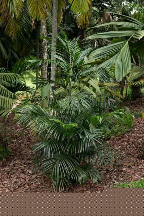 Areca laosensis