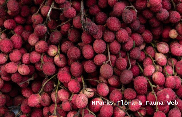 Nephelium hypoleucum