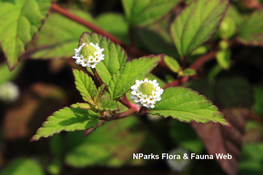 NParks | Tetragonia tetragonioides