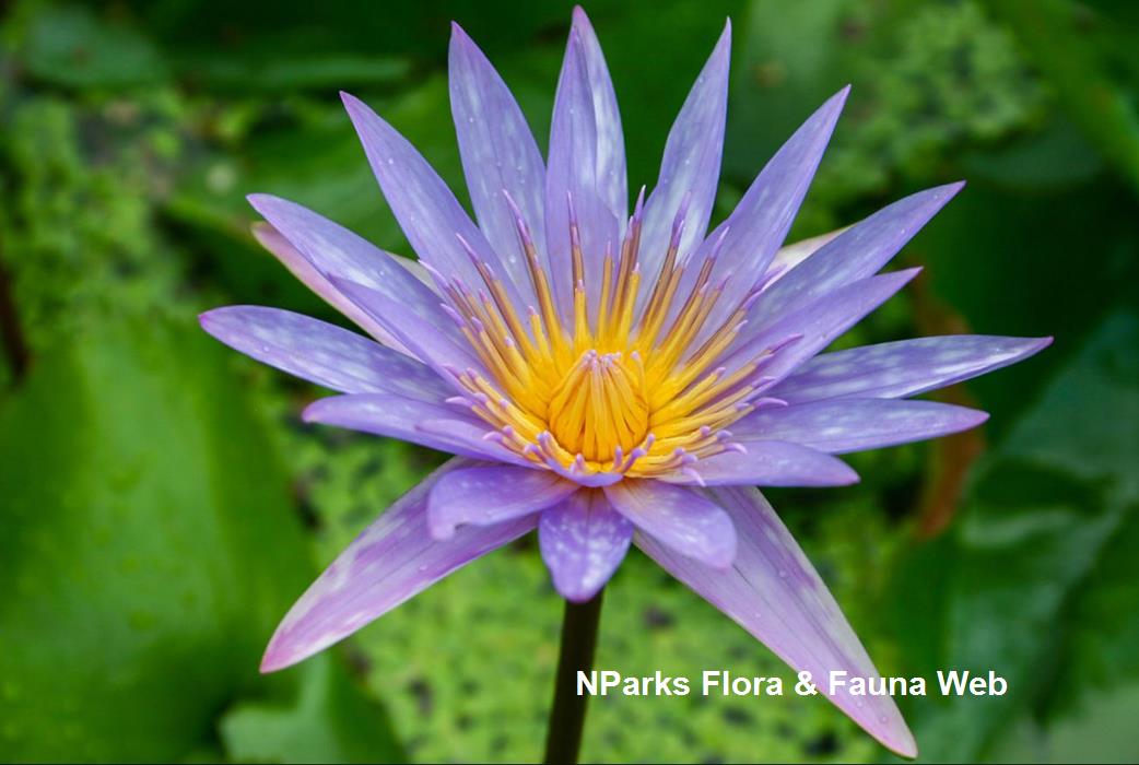 NParks | Nymphaea 'Islamorada'