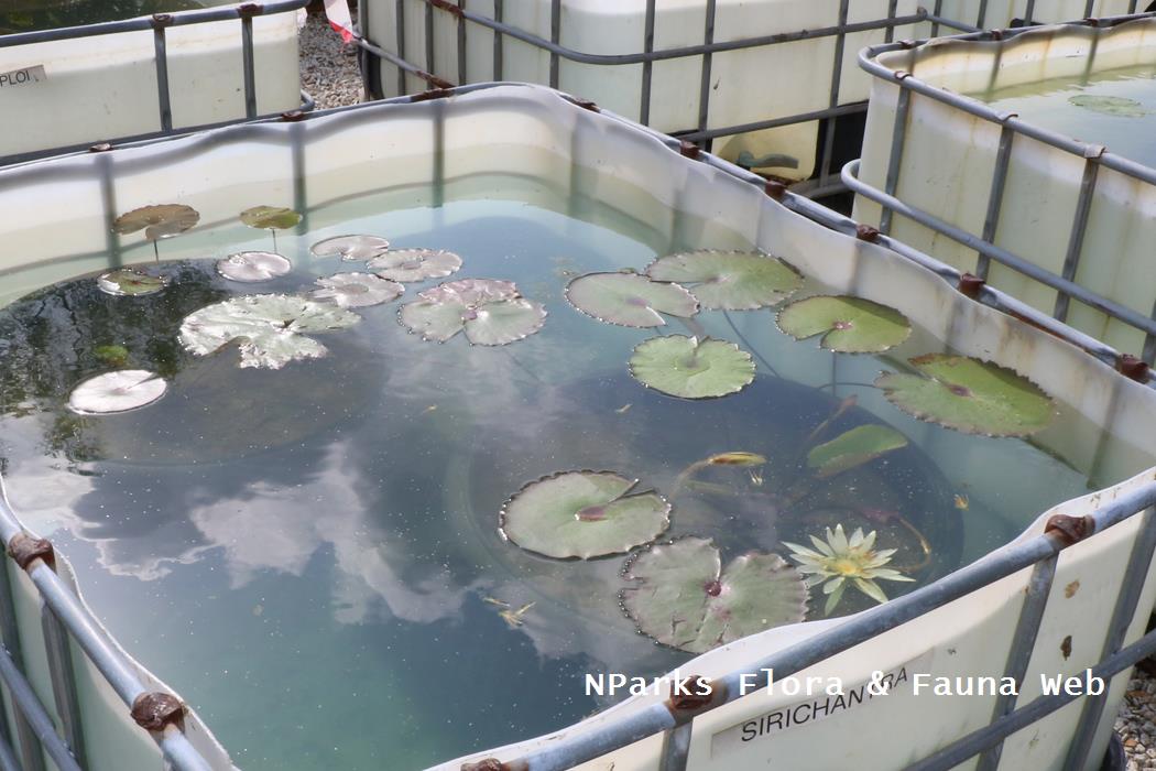 Nymphaea Sirichantra