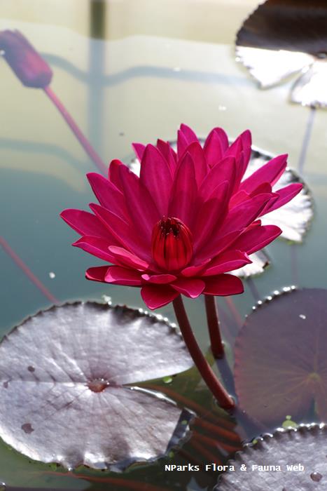 Nymphaea Tubtim Tara