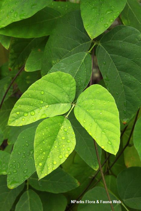 Mucuna_pruriens_var_utilis_Vicky_Lim_Yen_Ngoh_1r