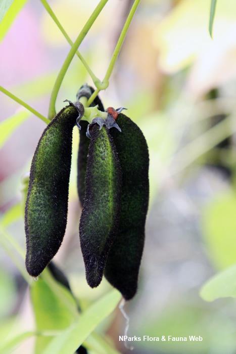 Mucuna_pruriens_var_utilis_Vicky_Lim_Yen_Ngoh_2r